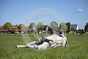 Cow takes a power nap, lies stretched out in the pasture, relaxed and happy, lazy lying, in the middle of a meadow in the Holland