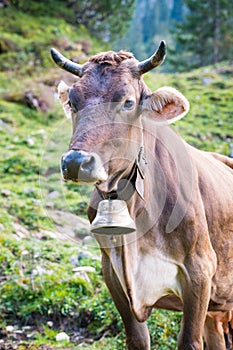 Cow of Tannheimer Tal on Alpine mountain pasture