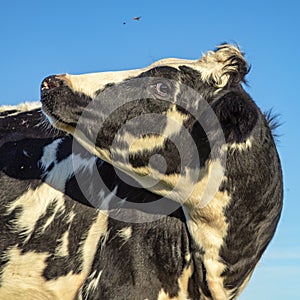 Cow teased by flies with head turned