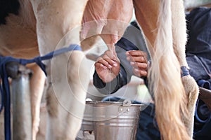 Cow teat being milked in dairy farm. milking of cattle