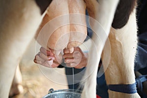 Cow teat being milked in dairy farm. milking of cattle photo