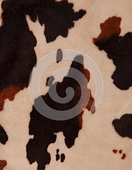 Cow texture background
