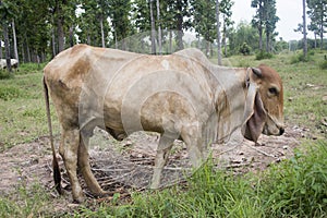 Cow in thailand