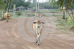 Cow in thailand