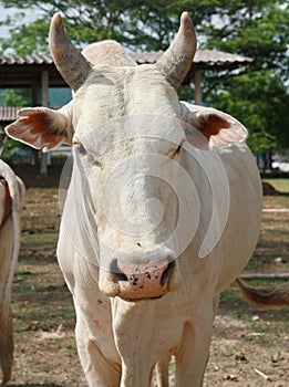 Cow ,Thailand