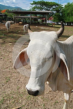 Cow ,Thailand
