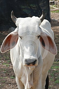 Cow ,Thailand