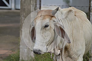 Cow in thailand