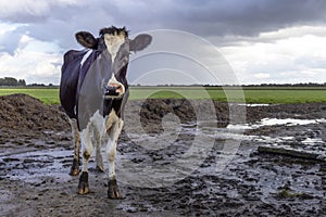 Cow in thunderstorm, dark sky background, black and white livestock, rain and muddy field