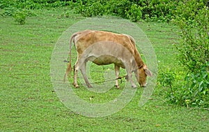 A cow tied to rope grazing grass in a rural Indian field