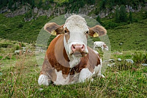 Cow in Tirol Alps, Austria