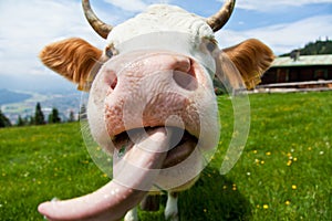 Cow with tongue photo