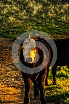 Cow on top of pincushion mountain in the morning light