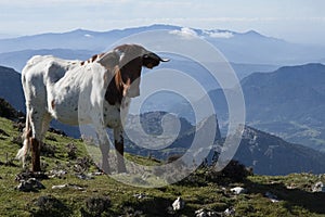 Cow from the top photo