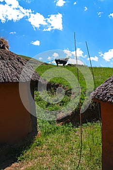 Cow in a traditional Lesotho village