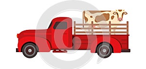 Cow Transportation flat vector illustration. Farm livestock animals moving. Cattle relocation with a red pick up truck.