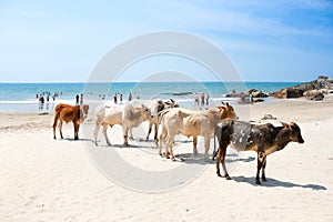 Cow on Tropical beach ,Goa, India photo