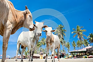 Cow on Tropical beach ,Goa, India photo