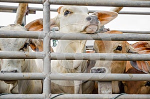 Cow on truck cage