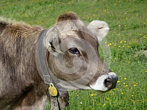 Cow with a trychel
