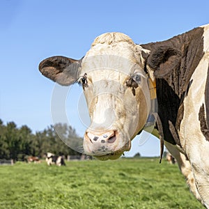 Cow turning head, looking backwards in the field under a blue sky