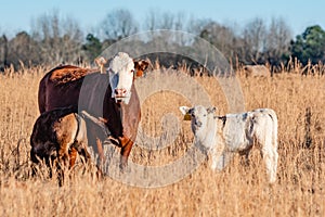 Cow with two calves