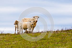 Cow with two calves on a cloudy sky background, south San Francisco bay area, San Jose, California