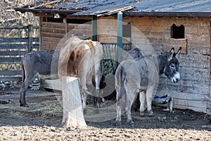 A Cow and Two Donkeys Feeding in a Farm