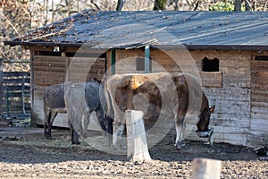 A Cow and Two Donkeys Feeding in a Farm