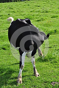 Cow with two legs