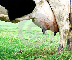 Cow with udder