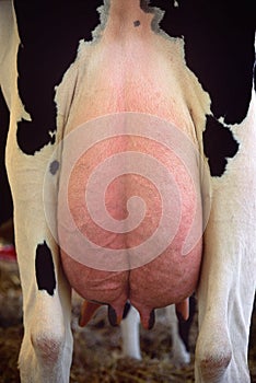 Cow udder