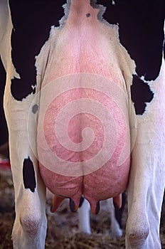 Cow udder