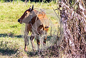 Cow under shadow at field