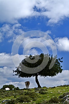 Cow under tree in countryside