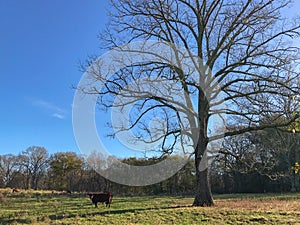 A cow underneath a tree in a green field under a bright blue sky in winter