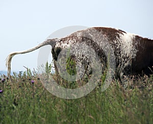 Cow urinating photo