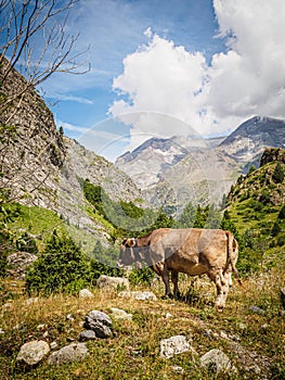 Cow in the valley of Bujaruelo in the Pyrenees