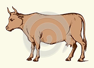 Cow. Vector drawing