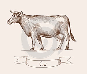 Cow. Vector illustration in Vintage engraving style. Can be used as grunge label or sticker image.