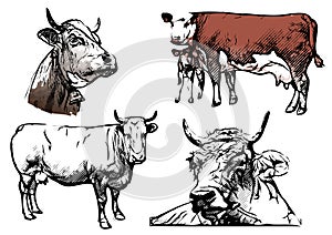 Cow vector illustrations