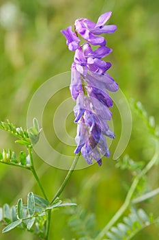 Cow vetch