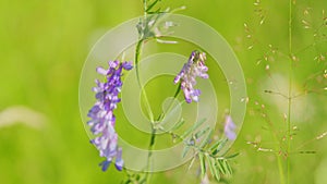 Cow vetch. Vicia cracca or tufted and bird, blue or boreal vetch, is a species of vetch native to europe and asia.