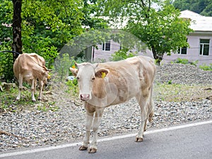 Cow in the village. The cow is walking along the road. Grazing. Village idyll