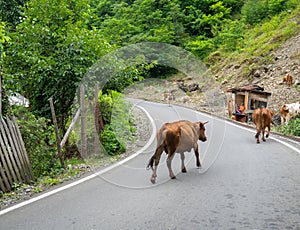 Cow in the village. The cow is walking along the road. Ruminant. Grazing
