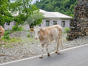 Cow in the village. The cow is walking along the road. Ruminant. Village idyll