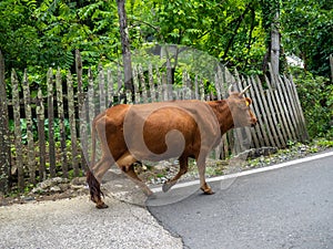 Cow in the village. The cow is walking through the village. Grazing. Village idyll