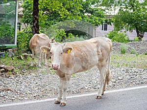 Cow in the village. The cow is walking through the village. Ruminant. Grazing