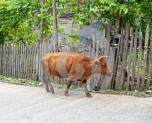 Cow in the village. The cow is walking through the village. Ruminant. Village idyll