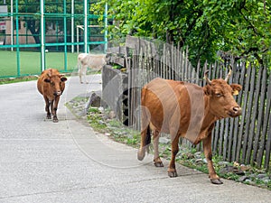 Cow in the village. The cow is walking through the village. Ruminant. Village idyll